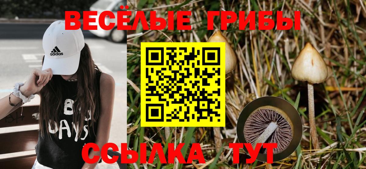 Заречный  Псилоцибиновые грибы Psilocybe  Вход с VPN 